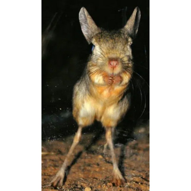 Greater Egyptian Jerboa