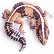 Fat tail gecko