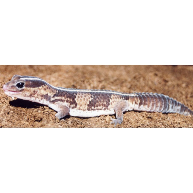 Fat tail gecko