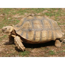 African spurred tortoise