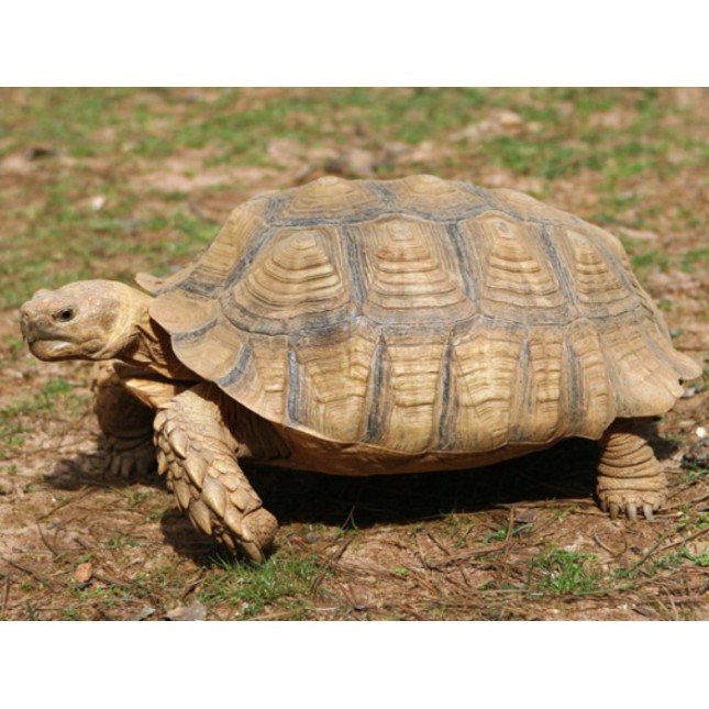 African spurred tortoise African spurred tortoise