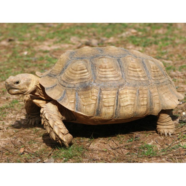 African spurred tortoise