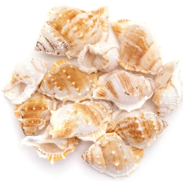 Nobleza Διακοσμητικά Κοχύλια Bufonaria 6-8cm 150g Nobleza Διακοσμητικά Κοχύλια Bufonaria 6-8cm 150g