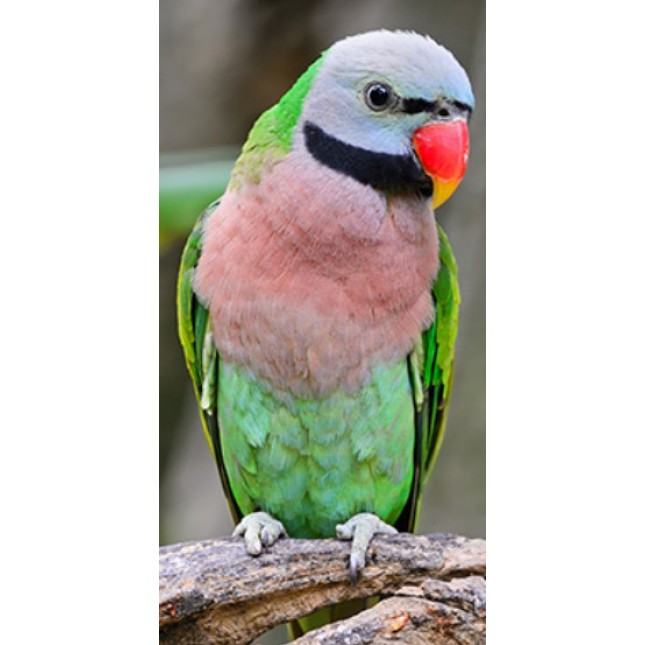 Παπαγάλος red breasted