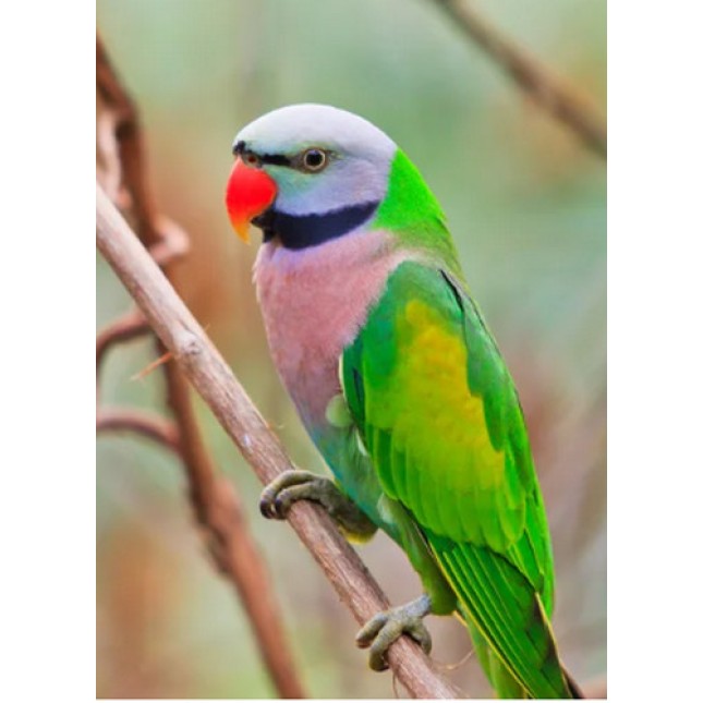 Παπαγάλος red breasted Παπαγάλος red breasted