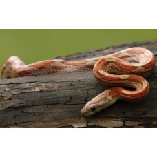 Φίδι corn snake Φίδι corn snake