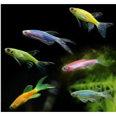 Zebra danio color L