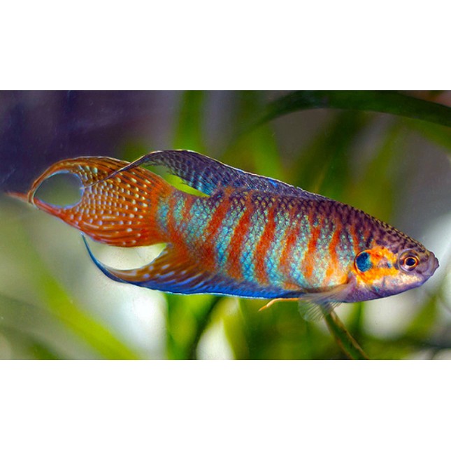Gourami Paradise Red Coral (m) Gourami Paradise Red Coral (m)
