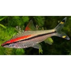 Καρχαρίας Red line barb - puntius denisoni Καρχαρίας Red line barb - puntius denisoni