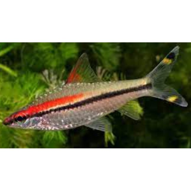 Καρχαρίας Red line barb - puntius denisoni Καρχαρίας Red line barb - puntius denisoni