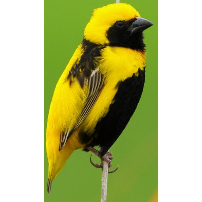 Παραδείσια yellow bishop