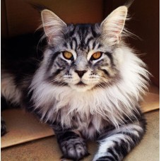 Γάτα Μέιν Κουν (Maine Coon) Γάτα Μέιν Κουν (Maine Coon)