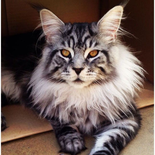 Γάτα Μέιν Κουν (Maine Coon) Γάτα Μέιν Κουν (Maine Coon)