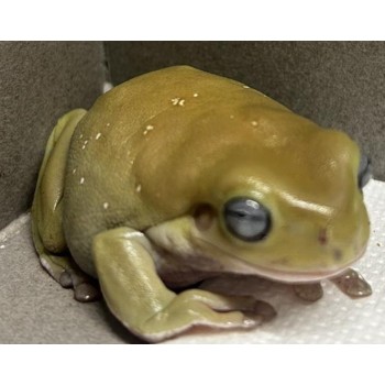 Βάτραχος Litoria Caerulea