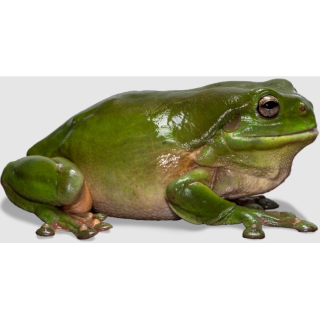 Βάτραχος Litoria Caerulea Βάτραχος Litoria Caerulea