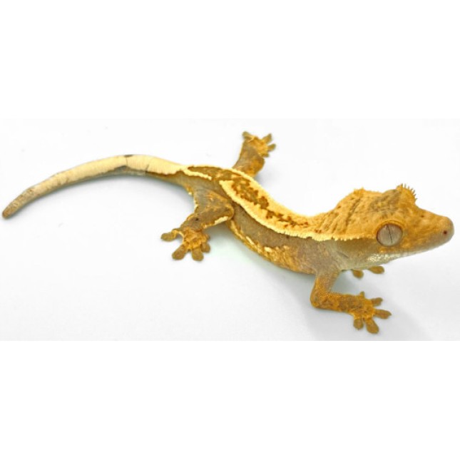 Crested Gecko Correlophus Ciliatus