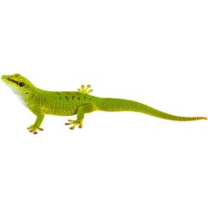 Crested Gecko Phelsuma Grandis Crested Gecko Phelsuma Grandis