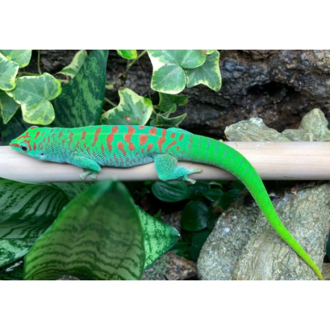 Crested Gecko Phelsuma Grandis Crested Gecko Phelsuma Grandis