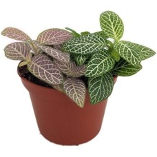 Φυτό Fittonia