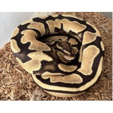 Ball Python Fire θηλυκό 40-50cm