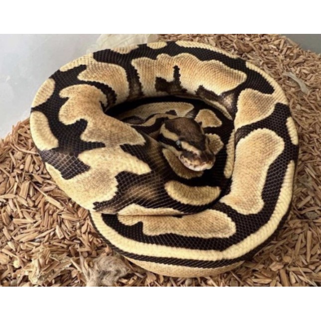 Ball Python Fire θηλυκό 40-50cm Ball Python Fire θηλυκό 40-50cm