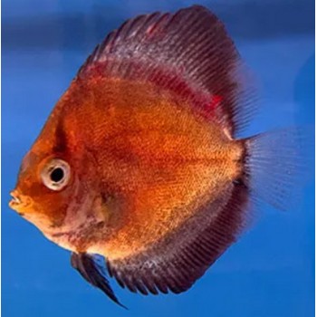Discus mix