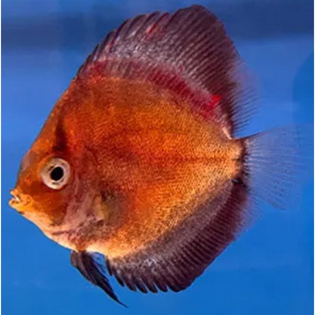 Discus mix Discus mix