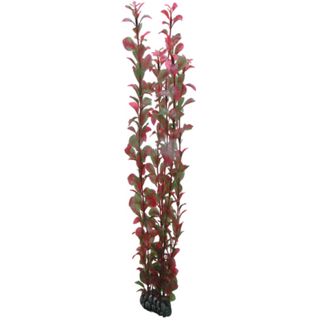 Hobby Ludwigia 60cm Hobby Ludwigia 60cm