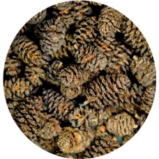 Hobby Alder Cones παρέχουν την ανάπτυξη των φυτών στο ενυδρείο 50 τμχ Hobby Alder Cones παρέχουν την ανάπτυξη των φυτών στο ενυδρείο 50 τμχ