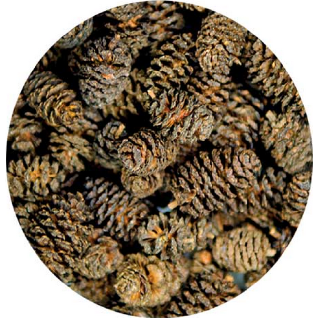 Hobby Alder Cones παρέχουν την ανάπτυξη των φυτών στο ενυδρείο 50 τμχ Hobby Alder Cones παρέχουν την ανάπτυξη των φυτών στο ενυδρείο 50 τμχ