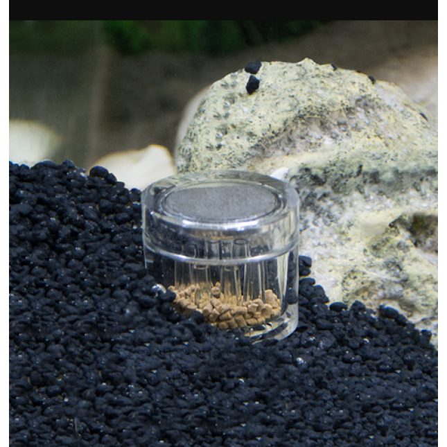 Hobby Planaria X μέθοδος σύλληψης πλανάρια για ανεπιθύμητους επισκέπτες σε ένα ενυδρείο Hobby Planaria X μέθοδος σύλληψης πλανάρια για ανεπιθύμητους επισκέπτες σε ένα ενυδρείο