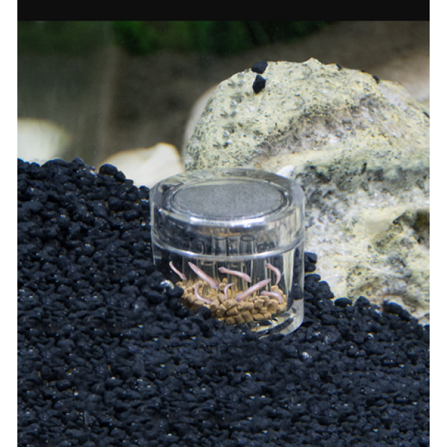 Hobby Planaria X μέθοδος σύλληψης πλανάρια για ανεπιθύμητους επισκέπτες σε ένα ενυδρείο Hobby Planaria X μέθοδος σύλληψης πλανάρια για ανεπιθύμητους επισκέπτες σε ένα ενυδρείο