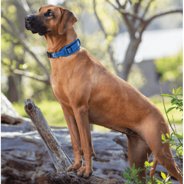 Rogz dogz περιλαίμιο Utility classic collar padded μαύρο Large 34x56cm Rogz dogz περιλαίμιο Utility classic collar padded μαύρο Large 34x56cm