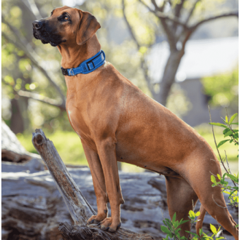 Rogz dogz Utility classic περιλαίμιο από ιμάντα υψηλής αντοχής και επιπλέον άνεση μαύρο Rogz dogz Utility classic περιλαίμιο από ιμάντα υψηλής αντοχής και επιπλέον άνεση μαύρο