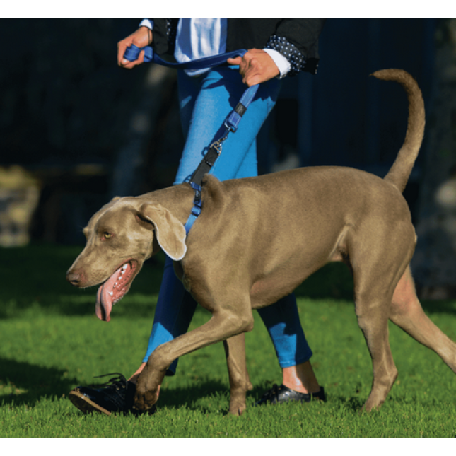 Rogz dogz αντιολισθητικά περιλαίμιο σκύλου utility control μαύρο web με ανακλαστική ραφή Rogz dogz αντιολισθητικά περιλαίμιο σκύλου utility control μαύρο web με ανακλαστική ραφή