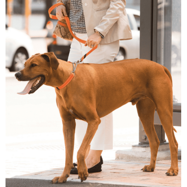 Rogz dogz περιλαίμιο σκύλου utility από ιμάντα υψηλής αντοχής με ανακλαστική ραφή bedience μπλε Rogz dogz περιλαίμιο σκύλου utility από ιμάντα υψηλής αντοχής με ανακλαστική ραφή bedience μπλε