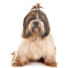 Σκύλος Σιχ Τσου (Shih Tzu)