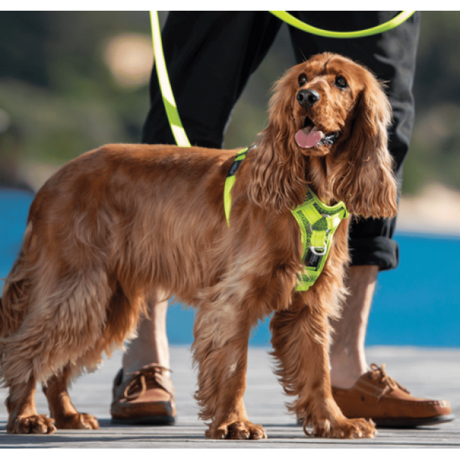 Rogz dogz σαμαράκι σκύλου Utility Control κίτρινο από ιμάντα υψηλής αντοχής με ανακλαστική ραφή Rogz dogz σαμαράκι σκύλου Utility Control κίτρινο από ιμάντα υψηλής αντοχής με ανακλαστική ραφή