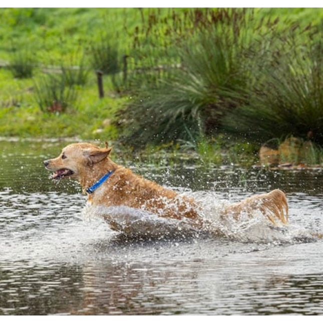 Rogz dogz περιλαίμιο σκύλου Amphibian Classic ιδανικό για καθημερινή χρήση Μωβ Rogz dogz περιλαίμιο σκύλου Amphibian Classic ιδανικό για καθημερινή χρήση Μωβ