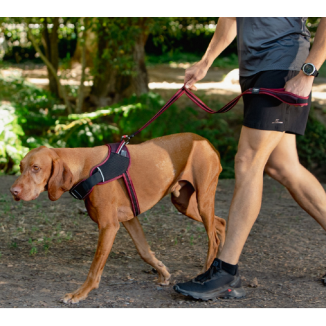Rogz dogz οδηγός σκύλου AirTech Classic Γκρι με ανακλαστική ραφή για κάθε βραδινή βόλτα Rogz dogz οδηγός σκύλου AirTech Classic Γκρι με ανακλαστική ραφή για κάθε βραδινή βόλτα