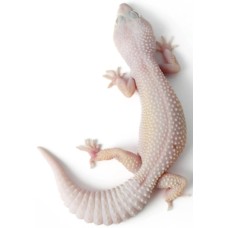 Γκέκο λεοπάρδαλη Diablo Blanco {eublepharis macularius) Γκέκο λεοπάρδαλη Diablo Blanco {eublepharis macularius)
