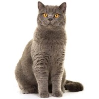 Γάτα British Shorthair