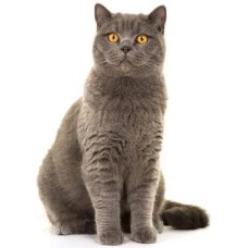 Γάτα British Shorthair Γάτα British Shorthair