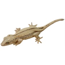 Γκέκο Gargoyle Gecko Rhacodactylus Auriculatus