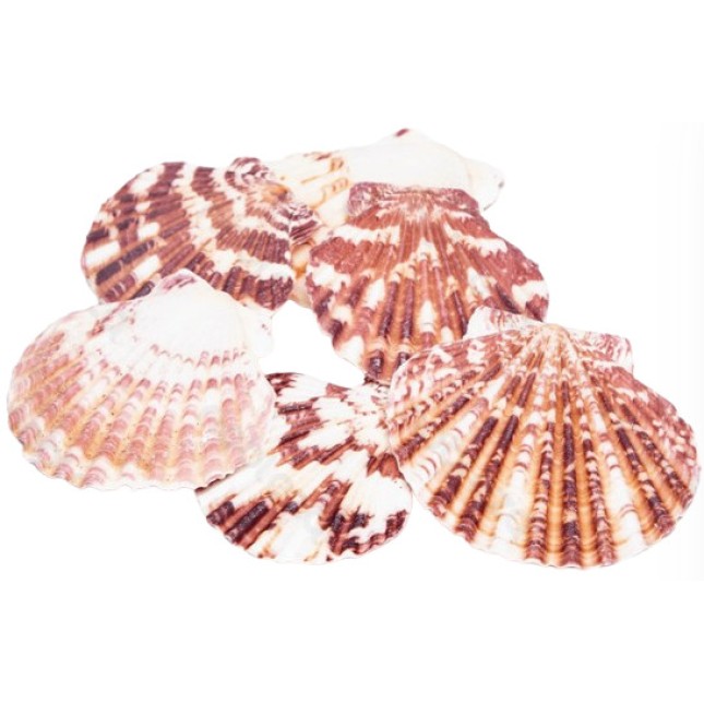 Nobleza Διακοσμητικά κοχύλια χτένια 3-5 cm 150g Nobleza Διακοσμητικά κοχύλια χτένια 3-5 cm 150g