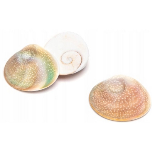 Nobleza Διακοσμητικά κοχύλια ήλιος 2-4cm 150g Nobleza Διακοσμητικά κοχύλια ήλιος 2-4cm 150g