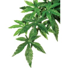 Exo Terra Κρεμαστό φυτό τροπικού δάσους Abutilon