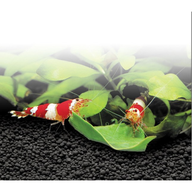 Fluval Υπόστρωμα ενυδρείου για φυτά και γαρίδες ιδανικό για την τόνωση της ανάπτυξης υδρόβιων φυτών Fluval Υπόστρωμα ενυδρείου για φυτά και γαρίδες ιδανικό για την τόνωση της ανάπτυξης υδρόβιων φυτών