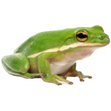 Βάτραχος hyla cinerea-American green tree frog Βάτραχος hyla cinerea-American green tree frog