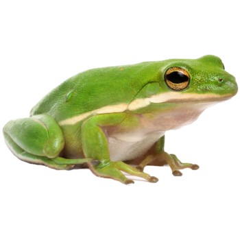 Βάτραχος hyla cinerea-American green tree frog Βάτραχος hyla cinerea-American green tree frog